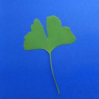 Miłorząb I (Ginkgo biloba L.) gatunek endemiczny [Chiny] i reliktowy