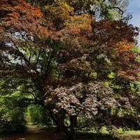 Arboretum w Rogowie
