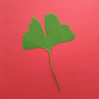 Miłorząb VI (Ginkgo biloba L.) gatunek endemiczny [Chiny] i reliktowy