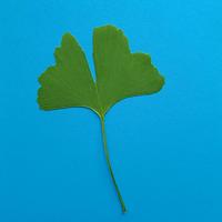 Miłorząb VIII (Ginkgo biloba L.) gatunek endemiczny [Chiny] i reliktowy