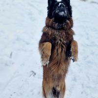 Śnieżny potworek 🐶🐶