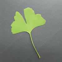 Miłorząb VII (Ginkgo biloba L.) gatunek endemiczny [Chiny] i reliktowy