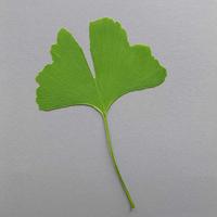 Miłorząb II (Ginkgo biloba L.) gatunek endemiczny [Chiny] i reliktowy