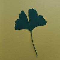Miłorząb IV (Ginkgo biloba L.) gatunek endemiczny [Chiny] i reliktowy