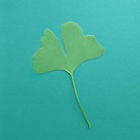 Miłorząb III (Ginkgo biloba L.) gatunek endemiczny [Chiny] i reliktowy