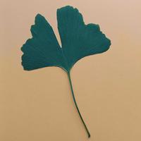 Miłorząb V (Ginkgo biloba L.) gatunek endemiczny [Chiny] i reliktowy