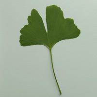 Miłorząb IX (Ginkgo biloba L.) gatunek endemiczny [Chiny] i reliktowy